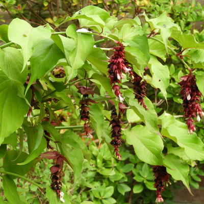 Leycesteria formosa 'Purple Rain'