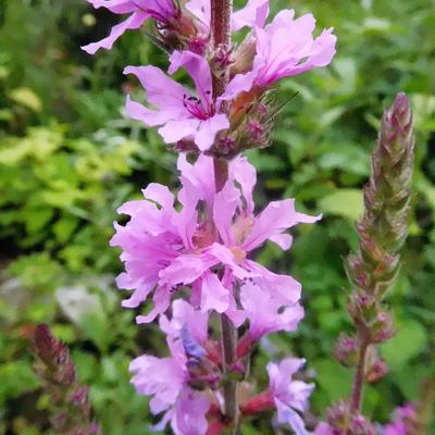 Lythrum salicaria 'Morden Pink' - 