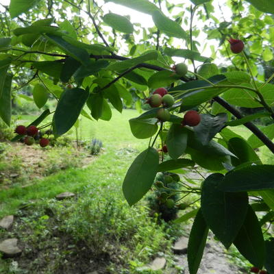 AMELANCHE - Amelanchier laevis 'Ballerina'