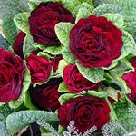 Primula vulgaris BELARINA 'Valentine' - 