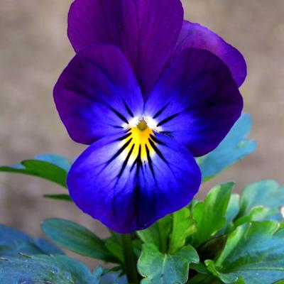 Viola cornuta - 