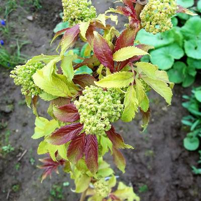 Sambucus racemosa - Sambucus racemosa