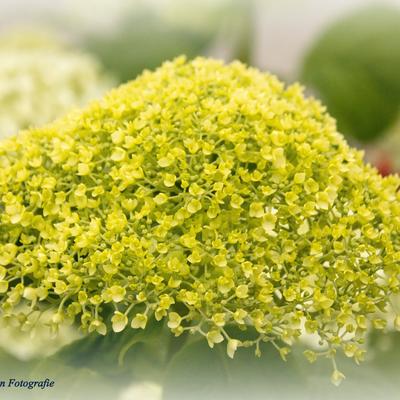 Hydrangea arborescens 'Annabelle' - Hydrangea arborescens 'Annabelle'