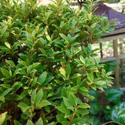 Ilex crenata 'Compacta' - 