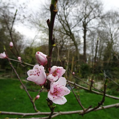 Prunus persica 'Peregrine' - Prunus persica 'Peregrine'