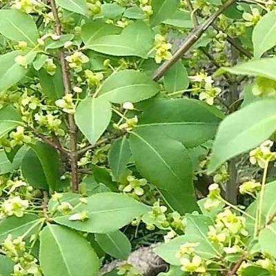 Euonymus alatus    - Flügel-Spindelstrauch - Euonymus alatus   