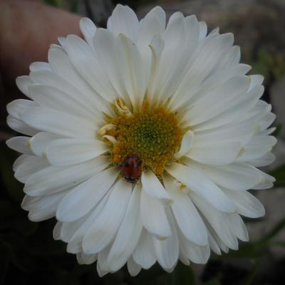 ASTER DES ALPES 'ALBUS' - Aster alpinus 'Albus'