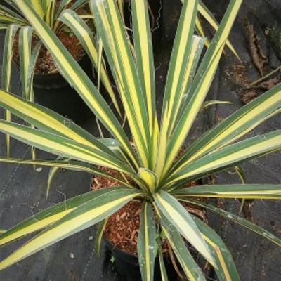 Yucca flaccida 'Golden Sword'