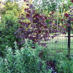 Corylus avellana 'Rode Zellernoot' - Corylus avellana 'Rode Zellernoot'