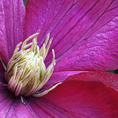 CLEMATIS 'VILLE DE LYON' - Clematis texensis ´Ville de Lyon´