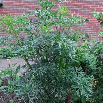 Sambucus nigra f. laciniata - 