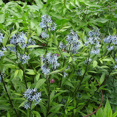 Amsonia tabernaemontana - Gewöhnliche Texas-Amsonie - Amsonia tabernaemontana