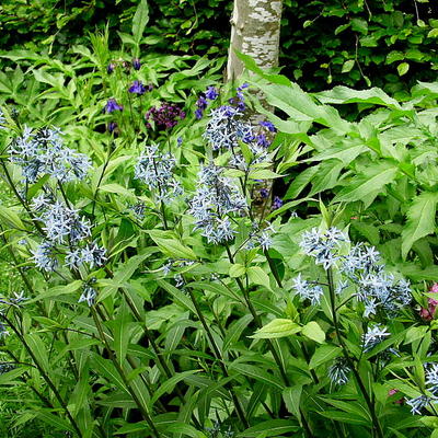 Amsonia tabernaemontana - Gewöhnliche Texas-Amsonie - Amsonia tabernaemontana