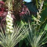 Yucca glauca - 