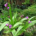 Bletilla striata purple variegated - 