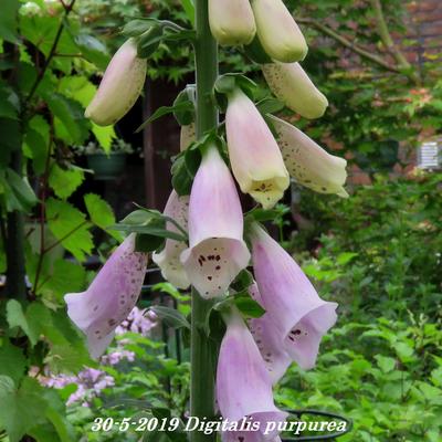 Digitalis purpurea - Roter Fingerhut - Digitalis purpurea