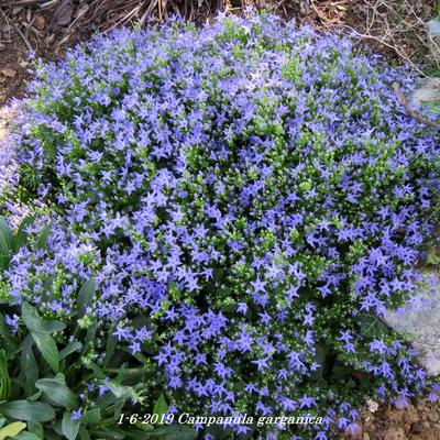 Campanula garganica - Campanule étoilée - Campanula garganica