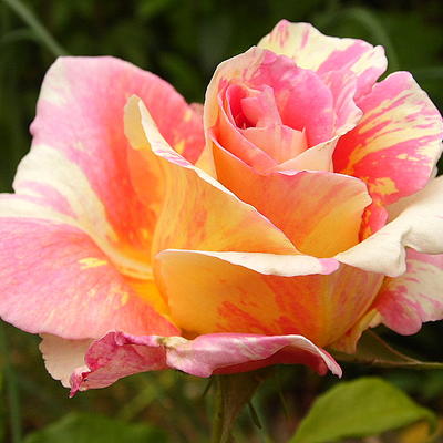 Rosa 'Claude Monet' - 