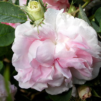 Rosa 'Great Maiden's Blush' - 