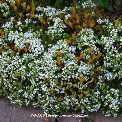Thymus praecox 'Albiflorus' - Thymus praecox 'Albiflorus'