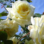 Rosa 'Elfe' - 