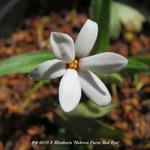 X Rhodoxis 'Hebron Farm Red Eye' - 