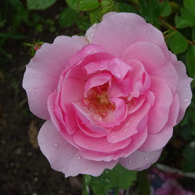Rosa 'Pink Climber' - 