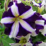 Petunia 'AMORE Purple Heart' - 