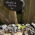 Woodsia alpina - 