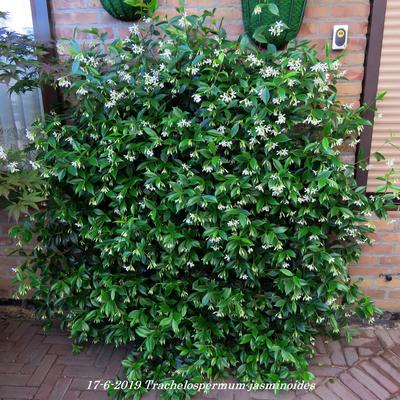 Chinesischer Sternjasmin - Trachelospermum jasminoides