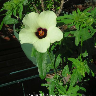 Hibiscus trionum - 