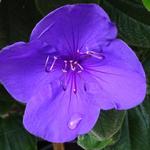 Tibouchina urvilleana 'Rich Blue' - 