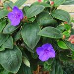 Tibouchina urvilleana 'Rich Blue' - 