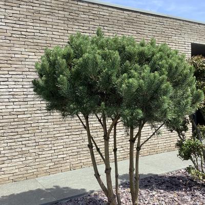 Pinus sylvestris 'Watereri' - 