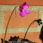 Pinguicula macroceras - 