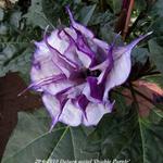 Datura metel 'Double Purple' - 