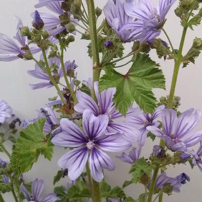 Malva sylvestris 'Marina' - Malva sylvestris 'Marina'