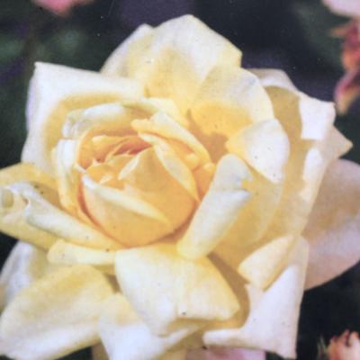 Rosa 'Golden Perfume' - 
