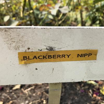 Rosa 'Blackberry Nip' - 