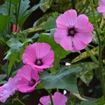 Lavatera trimestris - 