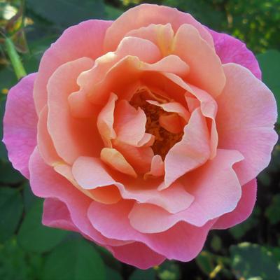 Rosa 'Marie Curie' - 