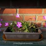 Pinguicula macroceras - 