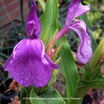 Roscoea purpurea 'Twin Towers' - 