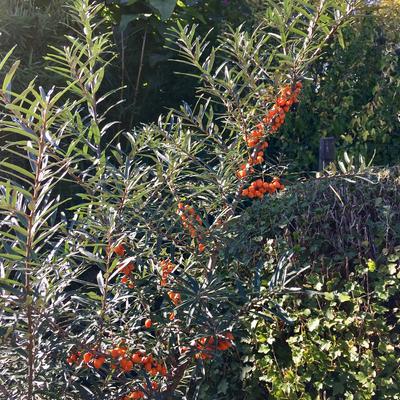 Hippophae rhamnoides 'Leikora'