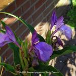 Roscoea purpurea 'Twin Towers' - 