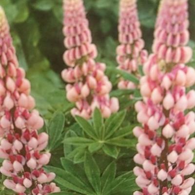 Lupinus russell 'The Chatelaine' - Lupinus russell 'The Chatelaine'