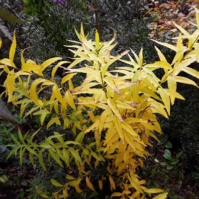 Gewöhnliche Texas-Amsonie - Amsonia tabernaemontana