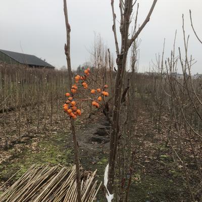 SORBIER DES OISELEURS, SOBIER DES OISEAUX,  SORBIER DES GRIVES - Sorbus aucuparia