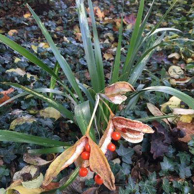 Übelriechende Schwertlilie - Iris foetidissima