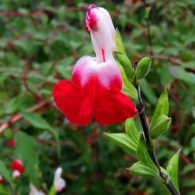 Salvia x jamensis 'Hot Lips' - Salvia x jamensis 'Hot Lips'